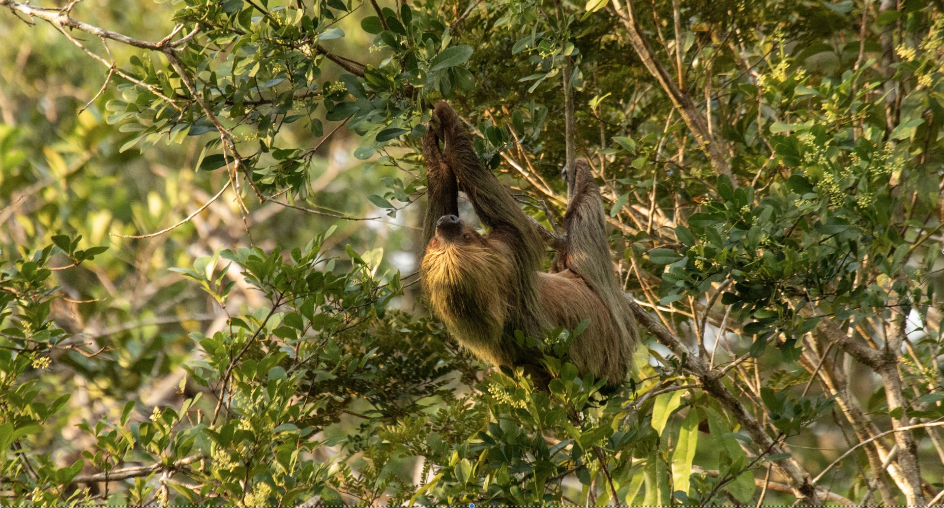 Vive la Selva en Cuyabeno 5 días & 4 Noches